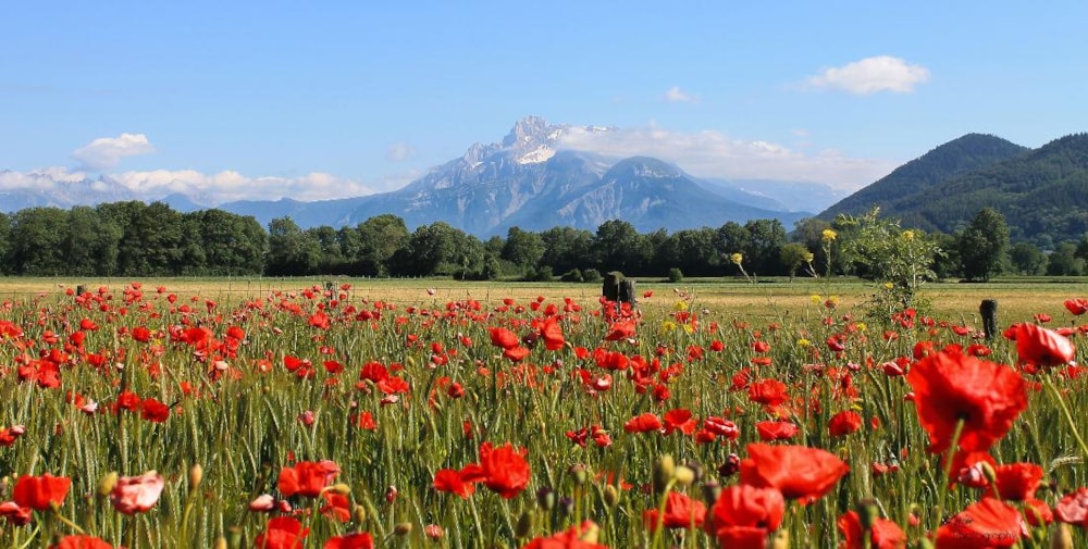 Camping Au Pré Du Lac - image n°2 - Isere